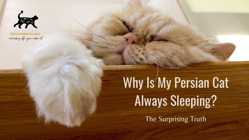 Why Is My Persian Cat Always Sleeping