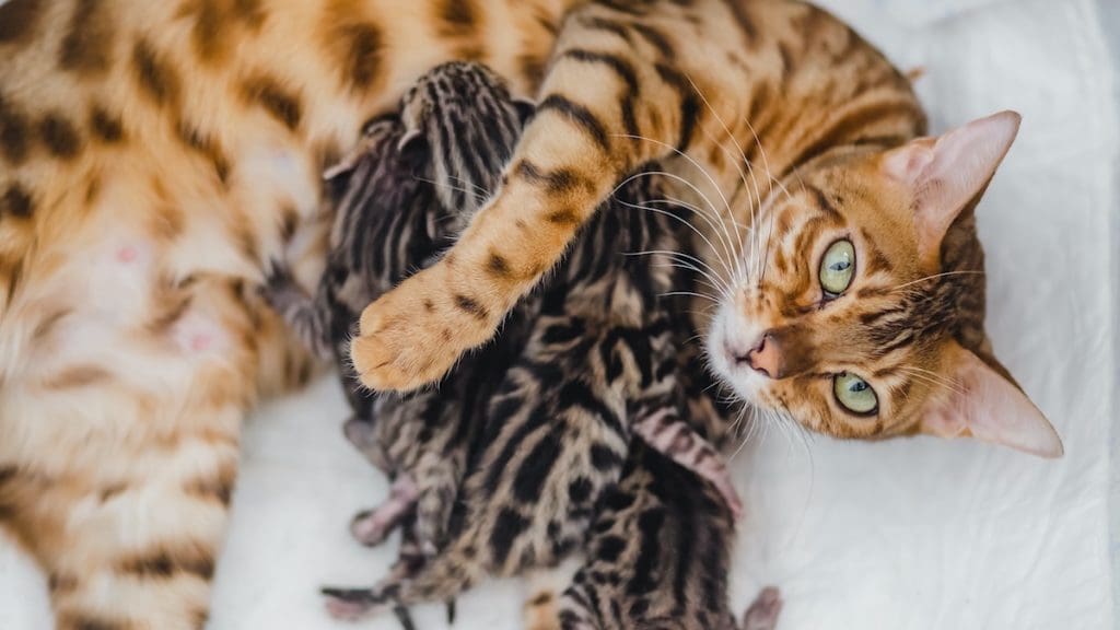 Bengal kittens with their mother