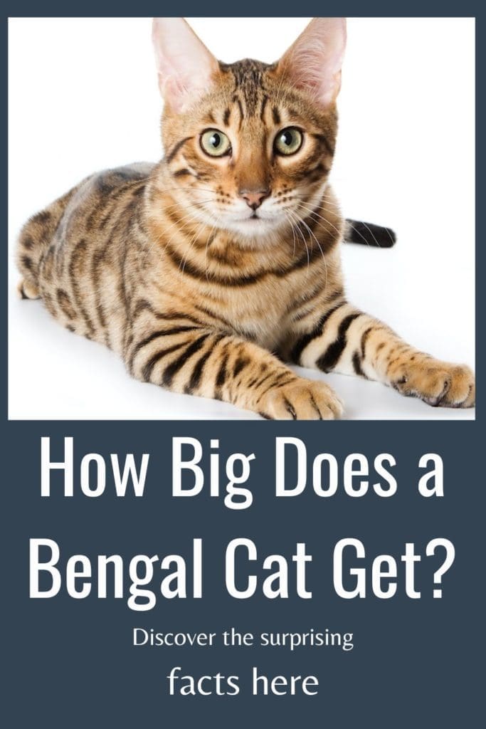 how big does a bengal cat get?
