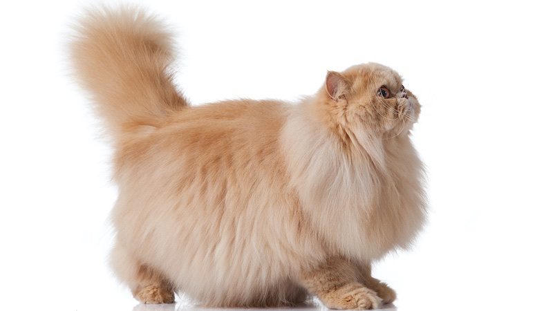 Persian cats are a long-haired breed
