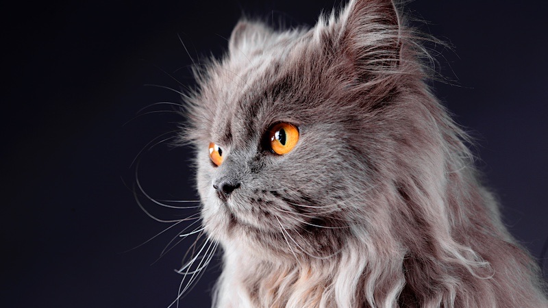 Where do Persian cats come from?