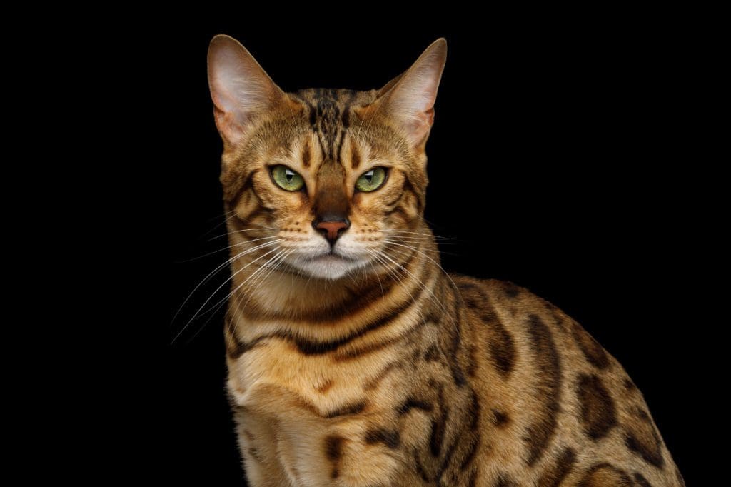 Bengal cat personality problems