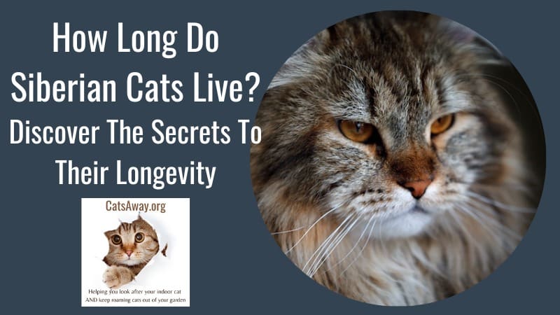 How Long Do Siberian Cats Live
