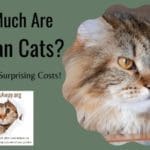 How Much Are Siberian Cats
