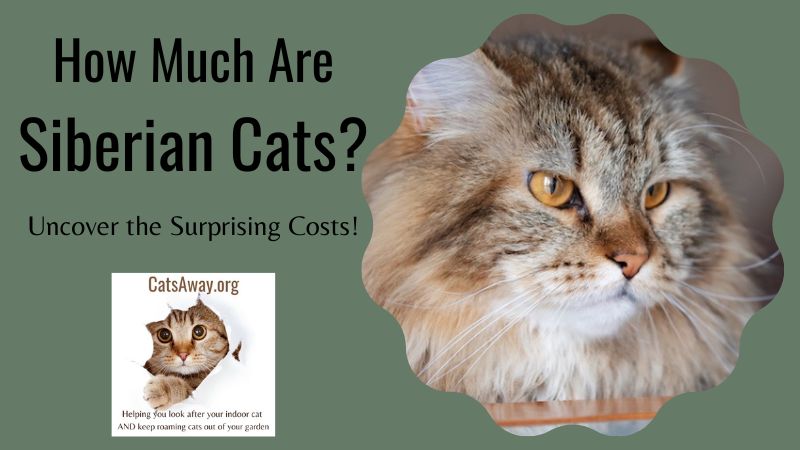 How Much Are Siberian Cats