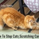 ow To Stop Cats Scratching Carpet
