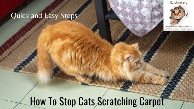 ow To Stop Cats Scratching Carpet