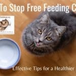 How To Stop Free Feeding Cats