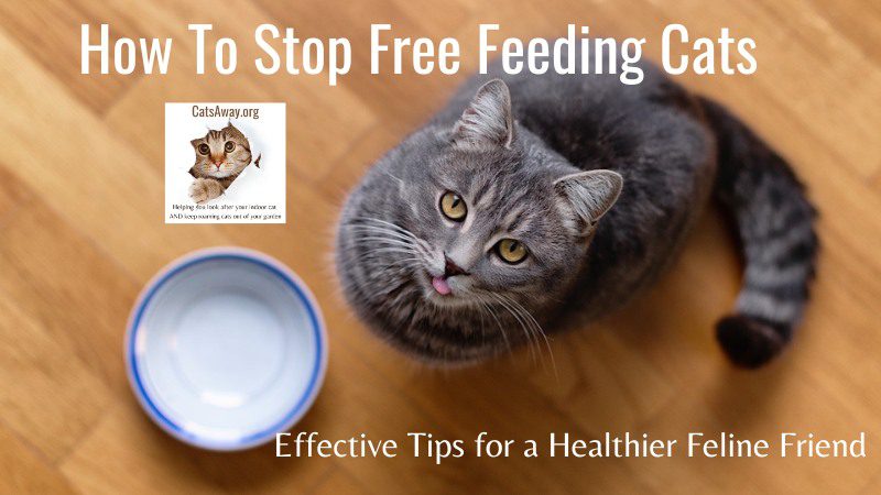 How To Stop Free Feeding Cats