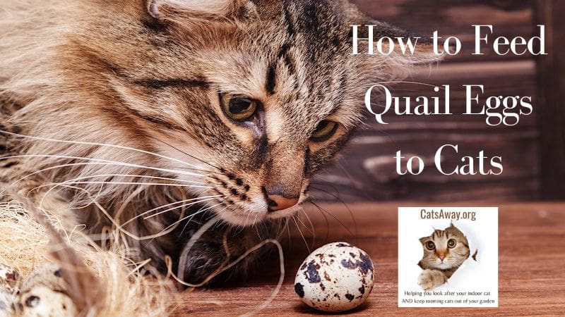 How to Feed Quail Eggs to Cats