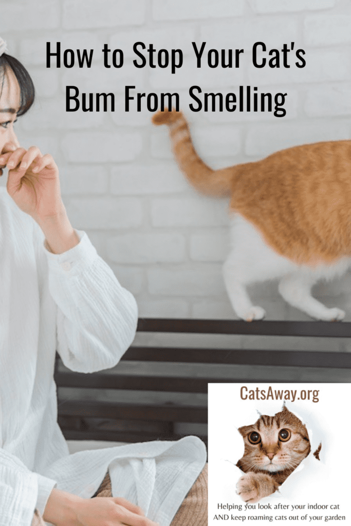 How to Stop My Cat's Bum From Smelling