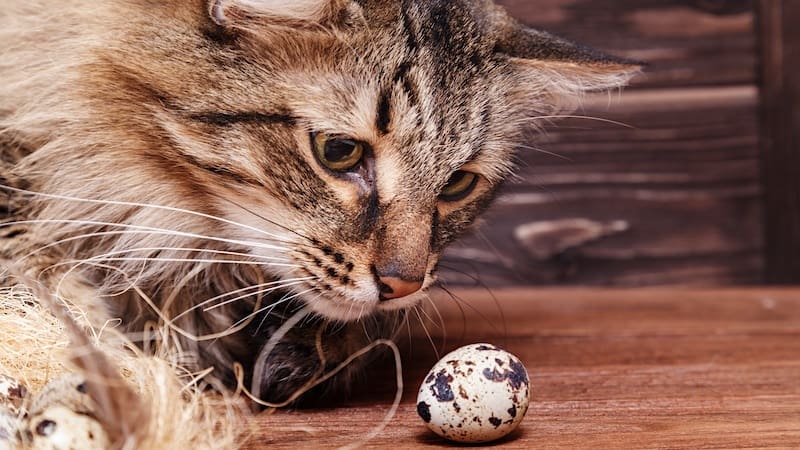 How to Feed Quail Eggs to Cats