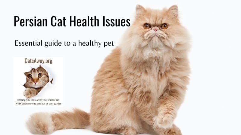 Persian Cat Health Issues