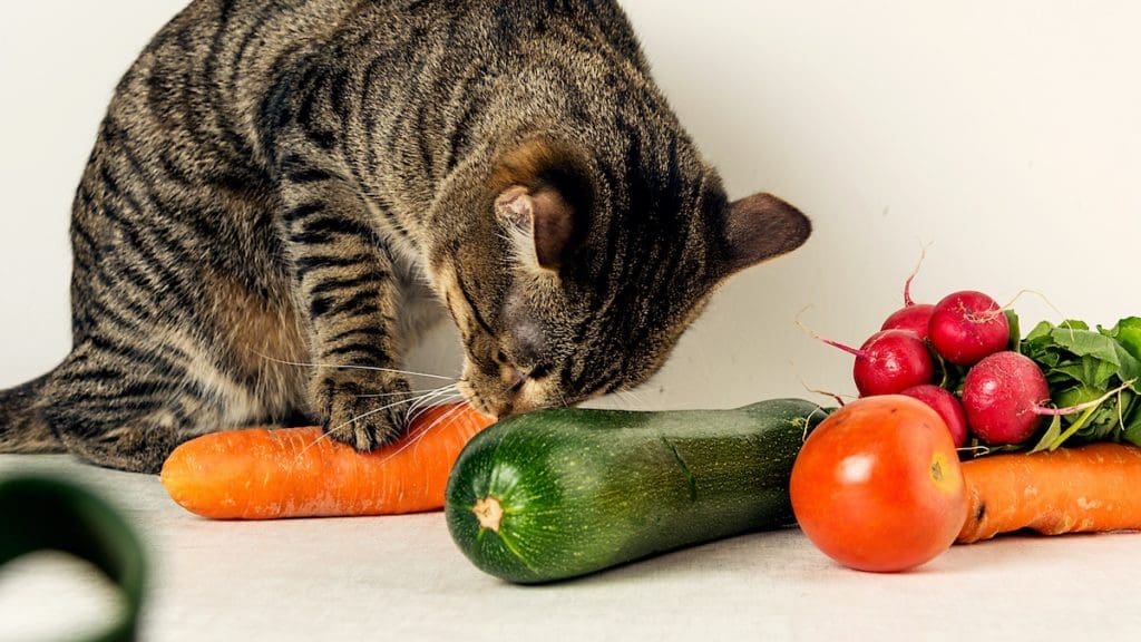 Cats are obligate carnivores and as such require a diet mainly consisting of animal based foods
