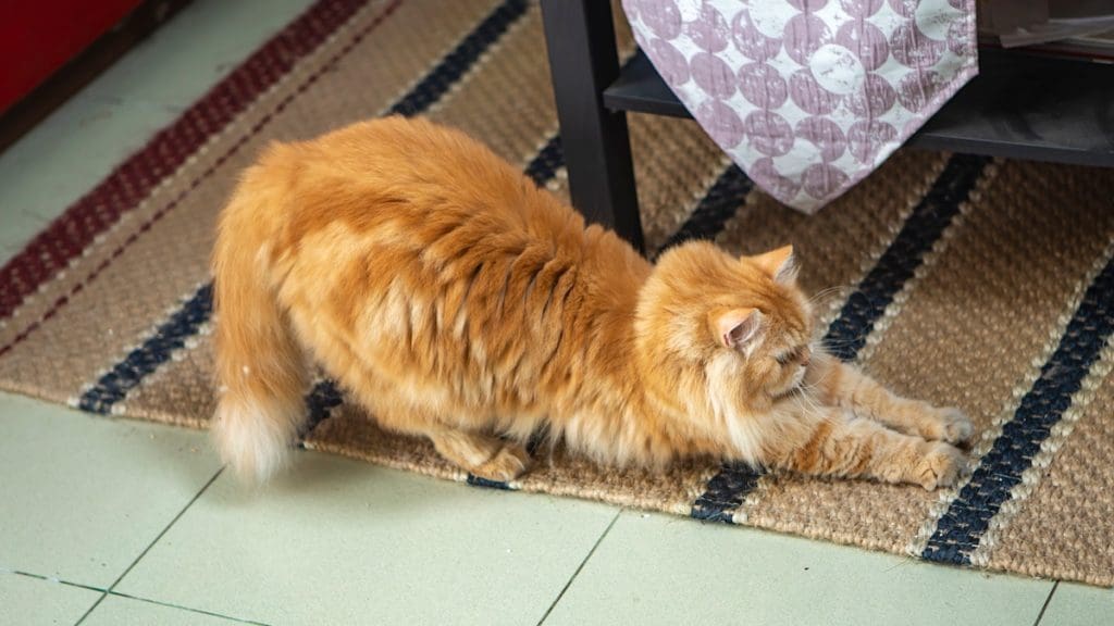 How to Stop Cats Scratching Carpet Quick and Easy Solutions