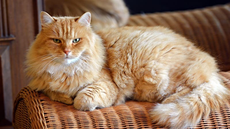 How long do Siberian cats live?