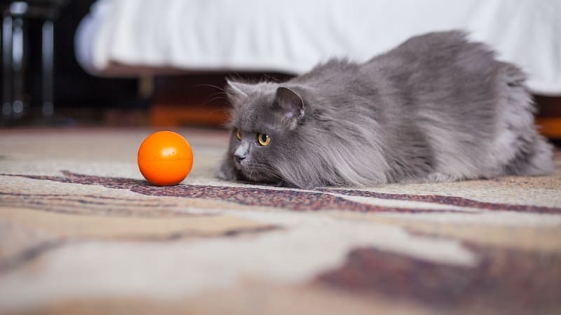 grey Siberian playing with an orange