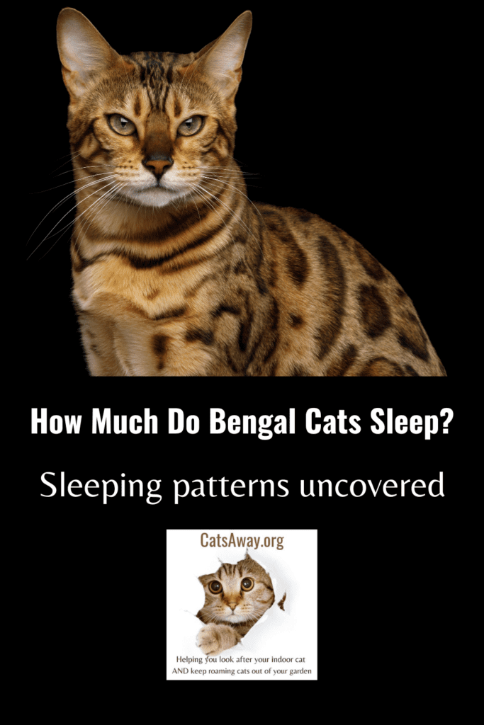 How much do Bengal cats sleep