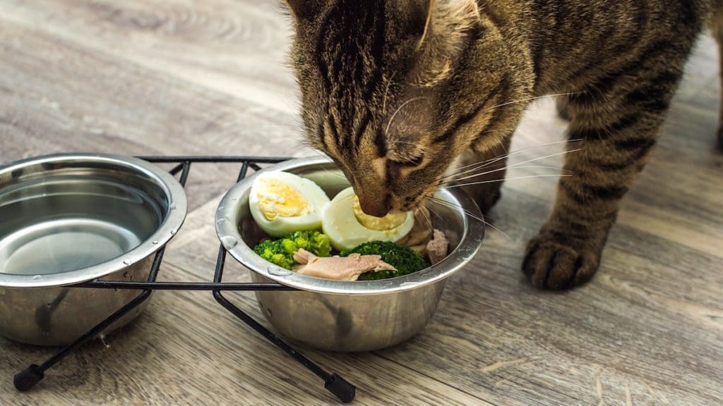 hungry cat eating a boiled egg