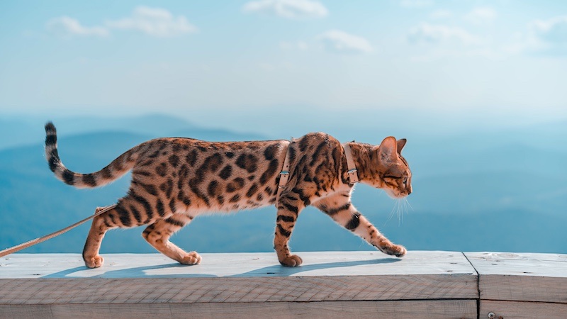 Bengal cats are quick to learn to walk on a harness