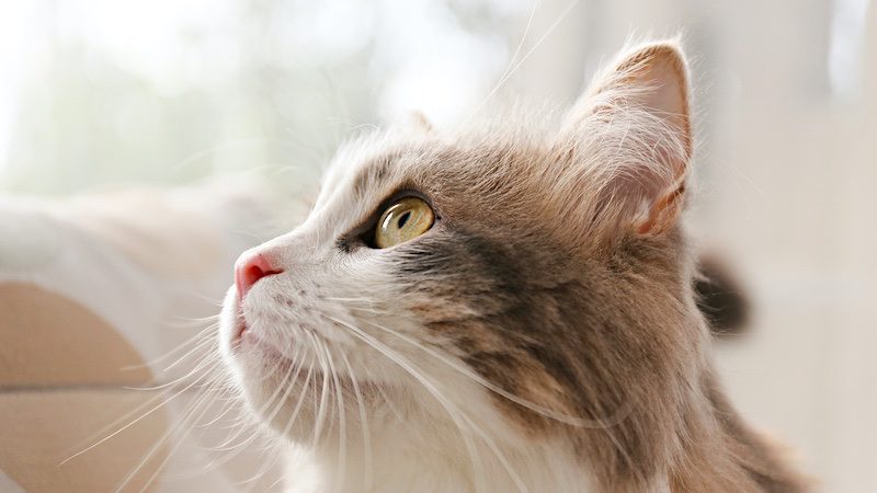 life expectancy of a Siberian cat
