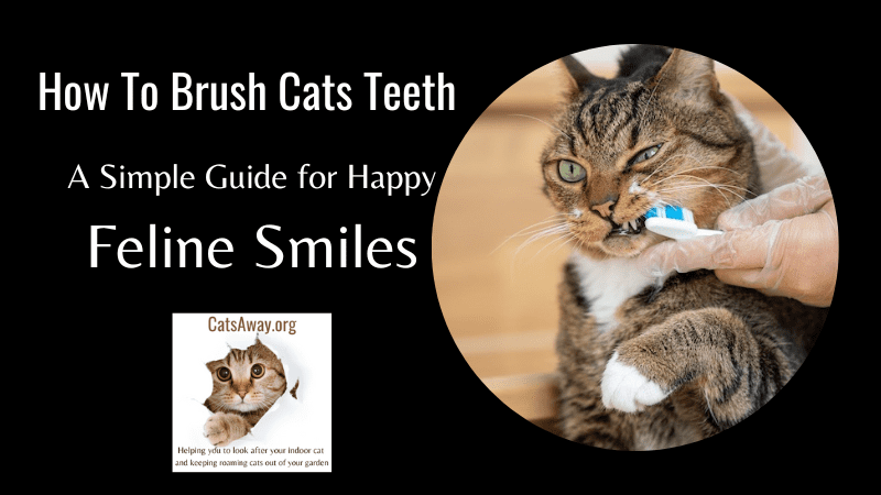 How To Brush Cats Teeth