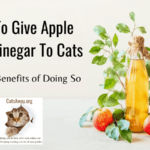 How To Give Apple Cider Vinegar To Cats