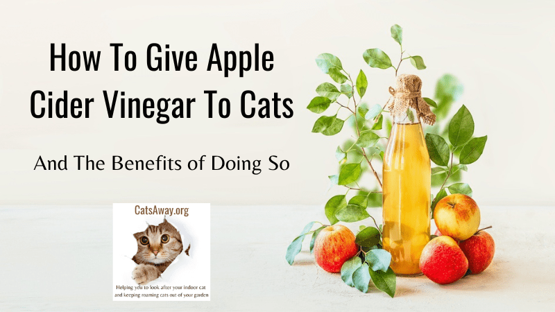 How To Give Apple Cider Vinegar To Cats
