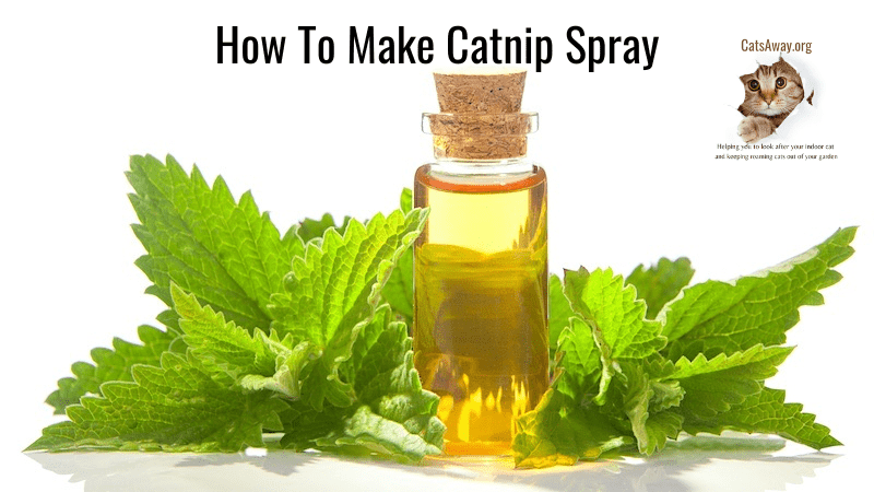 How To Make Catnip Spray