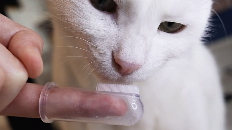Some cat owners have even had success with a simple finger brush