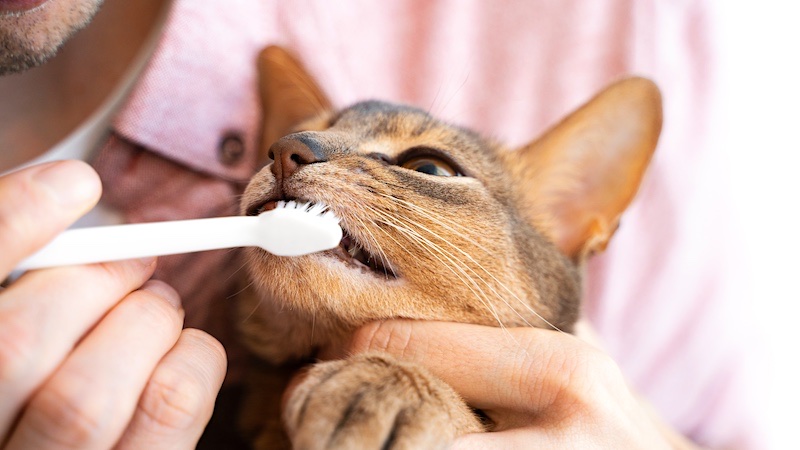 cleaning teeth of a cute blue Abyssinian cat
