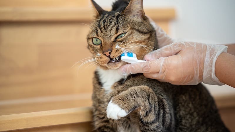 Learning how to brush cats teeth