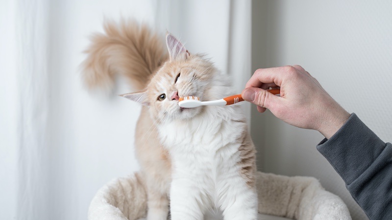 Maine Coon cat having his teeth cleaned