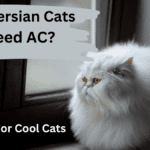 Do Persian Cats Need air conditioning?