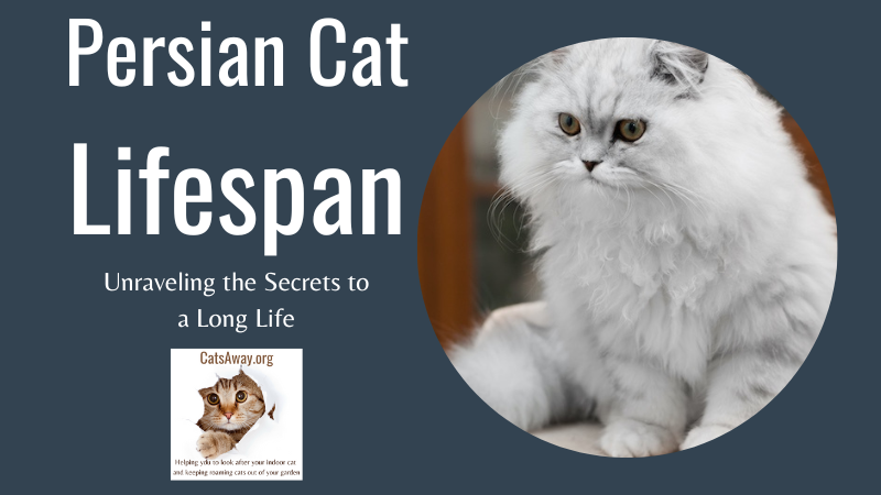 Persian Cat Lifespan