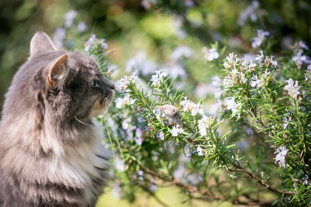 is rosemary toxic to cats