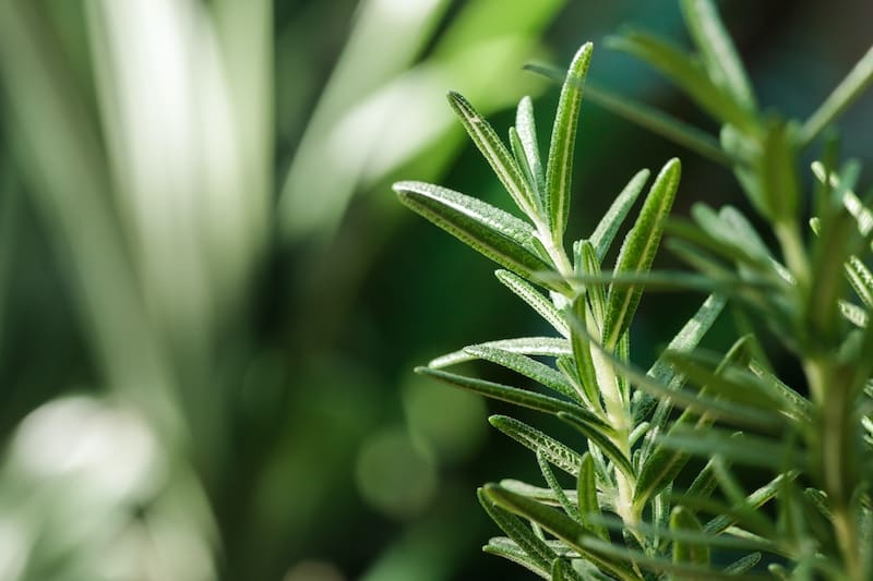 closeup of the rosemary plant