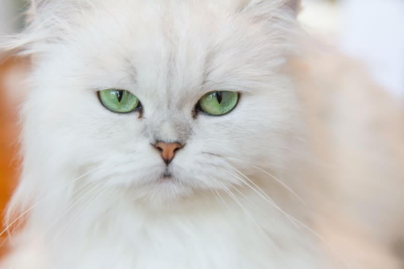 White Persian with green eyes