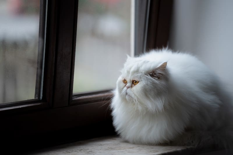 Copper eyed white persian