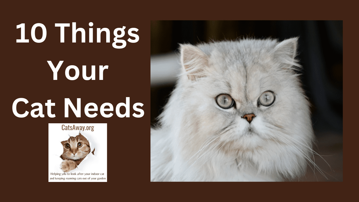 things your cat needs