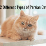 12 Different Types of Persian Cats