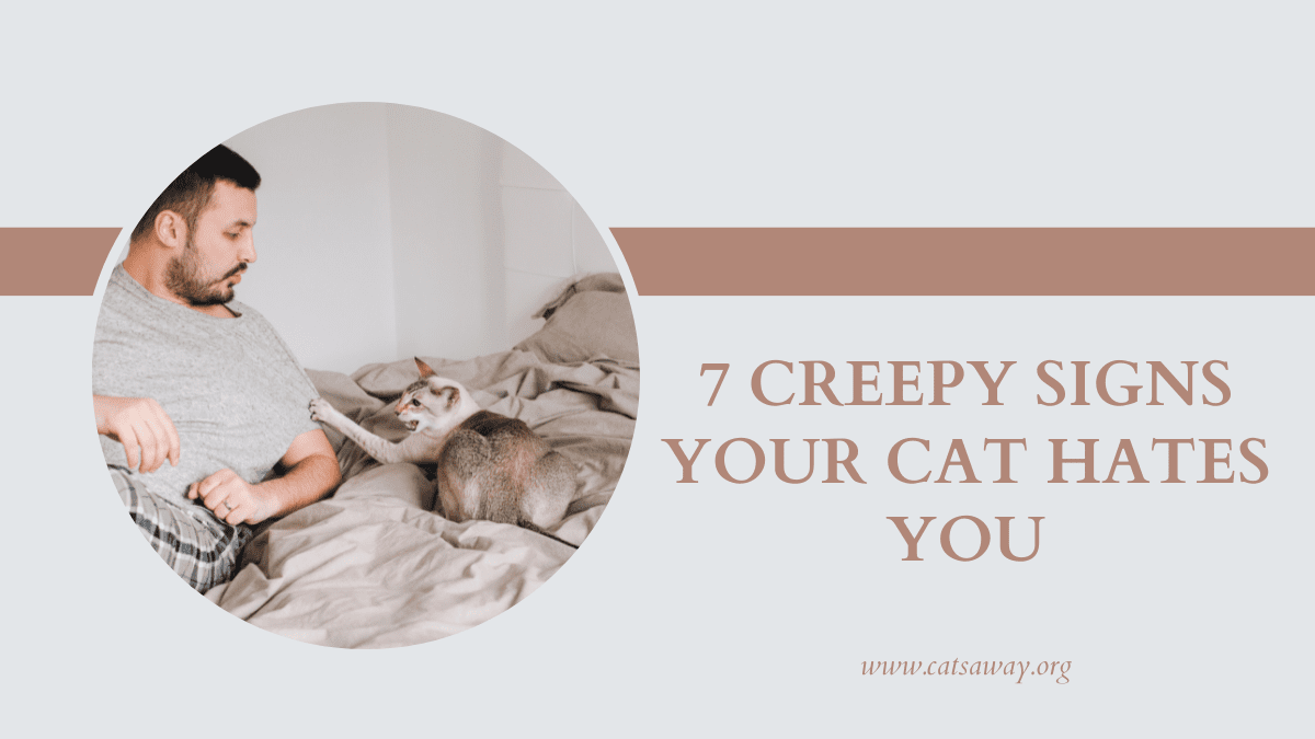 7 Creepy signs your cat hates you