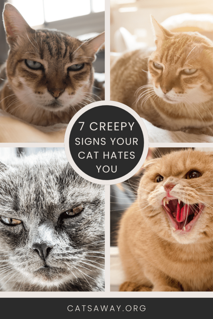 creepy signs your cat hates you