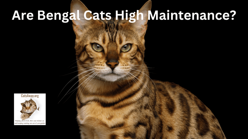 Are Bengal Cats High Maintenance