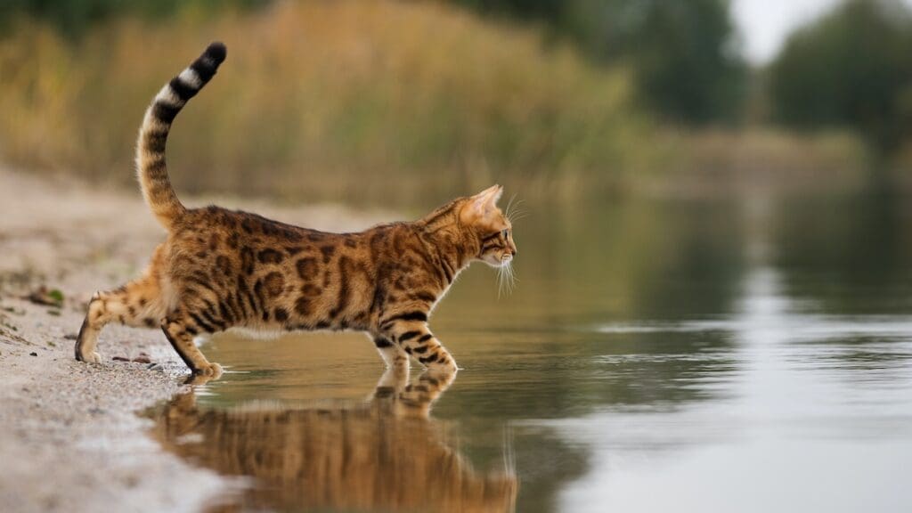 bengal cats love water